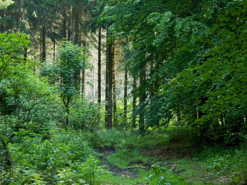 Verabschiedet sich Hessen von der verantwortungsvollen Waldwirtschaft? - Foto: presseportal.de