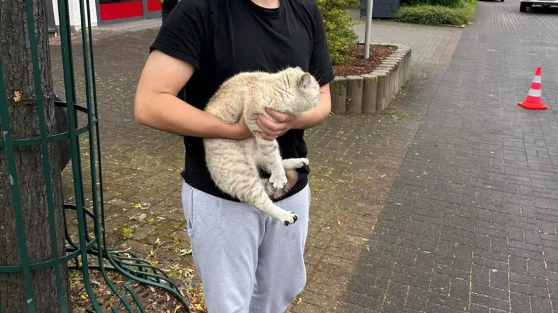 FW Ense: Zweimal Katzen-Rettung innerhalb von 5 Tagen durch die Feuerwehr Ense - Bild: presseportal.de