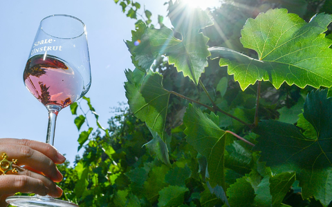 Rosé-Wein wird gerne getrunken. - Foto: Jens Kalaene/dpa