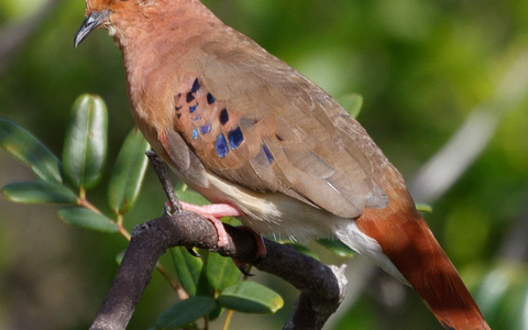 So sieht ein ausgewachsenes Blauaugentäubchen aus. - Foto: Silvia Faustino Linhares/Chester Zoo/dpa