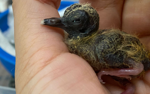 Ein Blauaugentäubchen wird von Hand aufgezogen. - Foto: Chester Zoo/dpa