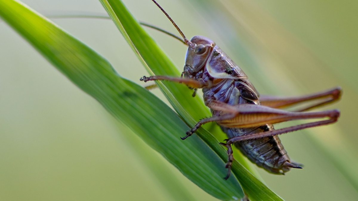 Der Gemeine Grashüpfer ist noch nicht gefährdert, bei vielen Heuschreckenarten sieht das aber anders aus. - Foto: Patrick Pleul/dpa