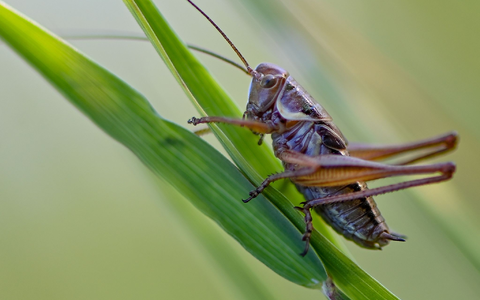 Der Gemeine Grashüpfer ist noch nicht gefährdert, bei vielen Heuschreckenarten sieht das aber anders aus. - Foto: Patrick Pleul/dpa