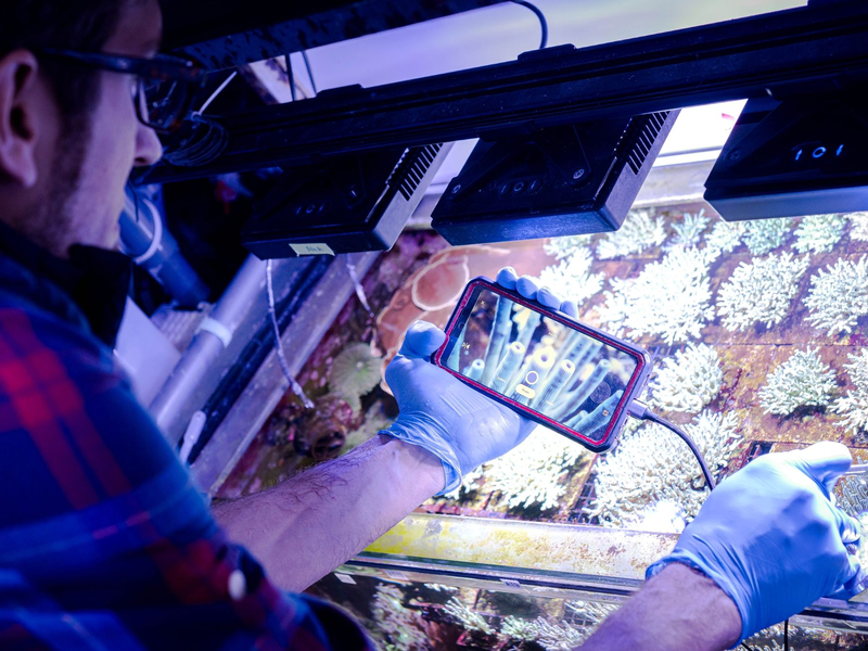 Die Wissenschaftler Mareen Möller und Samuel Nietzer wollen Steinkorallen auf natürliche Weise geschlechtlich vermehren und in den Handel bringen. - Foto: Sina Schuldt/dpa