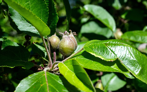 Die Kältephase im April hat vielen Apfelbäumen zugesetzt. - Foto: Sina Schuldt/dpa