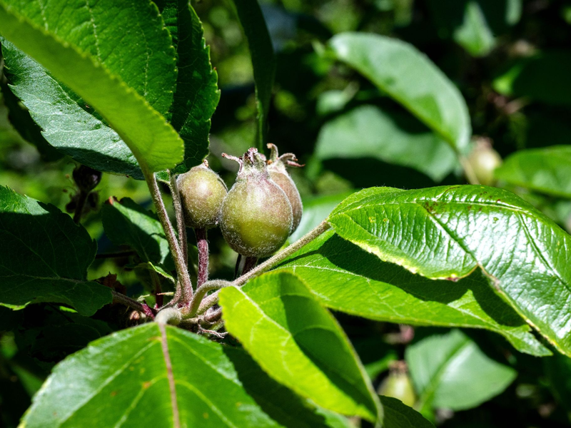 Die Kältephase im April hat vielen Apfelbäumen zugesetzt. - Foto: Sina Schuldt/dpa