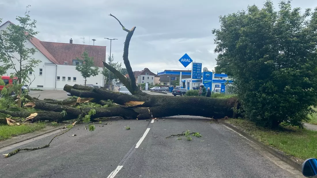 POL-PDLD: Umgestürzter Baum in Bellheim, Zeiskamer Straße Samstag, 18.05.2024, um 10.16 Uhr - Bild: presseportal.de