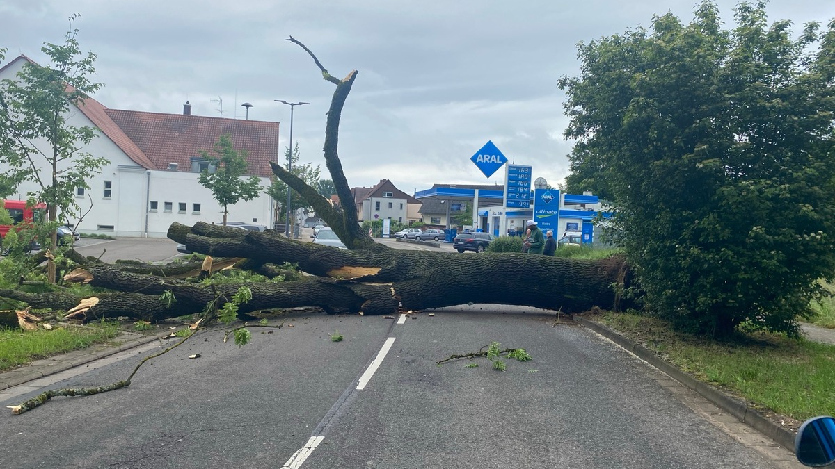 POL-PDLD: Umgestürzter Baum in Bellheim, Zeiskamer Straße Samstag, 18.05.2024, um 10.16 Uhr - Foto: presseportal.de