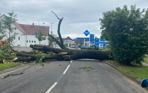 POL-PDLD: Umgestürzter Baum in Bellheim, Zeiskamer Straße Samstag, 18.05.2024, um 10.16 Uhr - Foto: presseportal.de