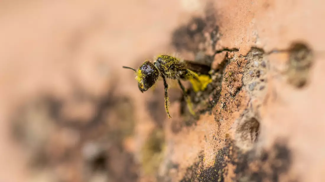 Eine Gemeine Löcherbiene (Heriades truncorum) schiebt sich rückwärts in ihr Nestloch an einer steinernen Nisthilfe. - Bild: Christian Lademann/dpa