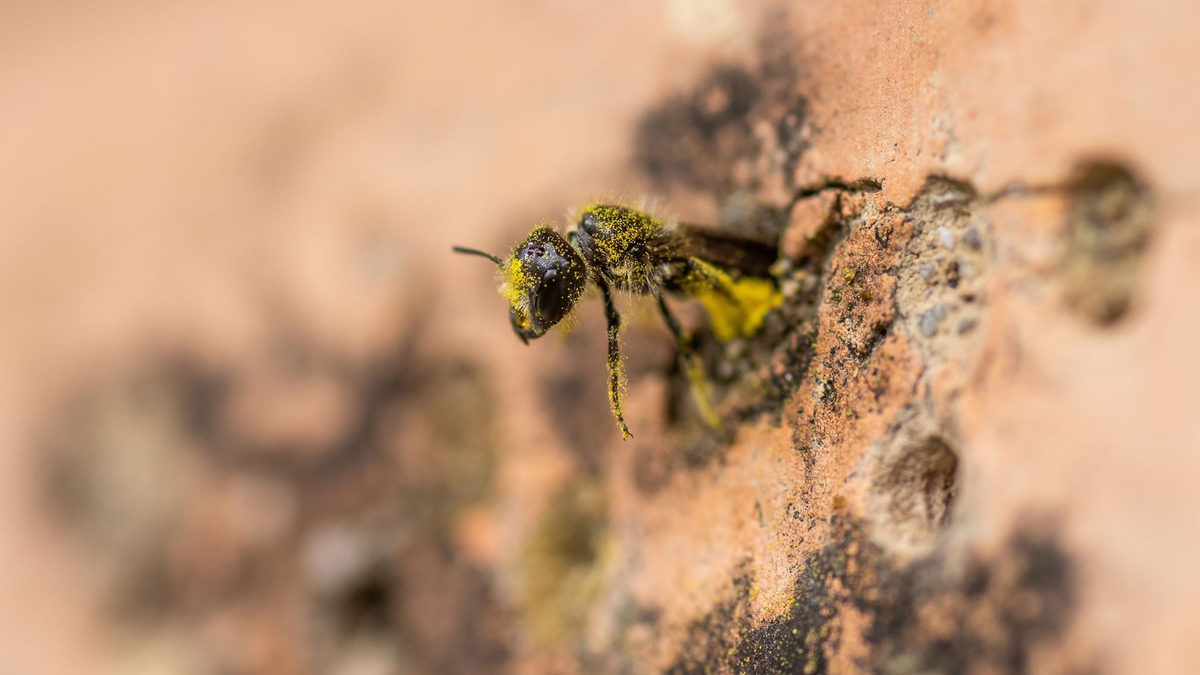 Eine Gemeine Löcherbiene (Heriades truncorum) schiebt sich rückwärts in ihr Nestloch an einer steinernen Nisthilfe. - Foto: Christian Lademann/dpa