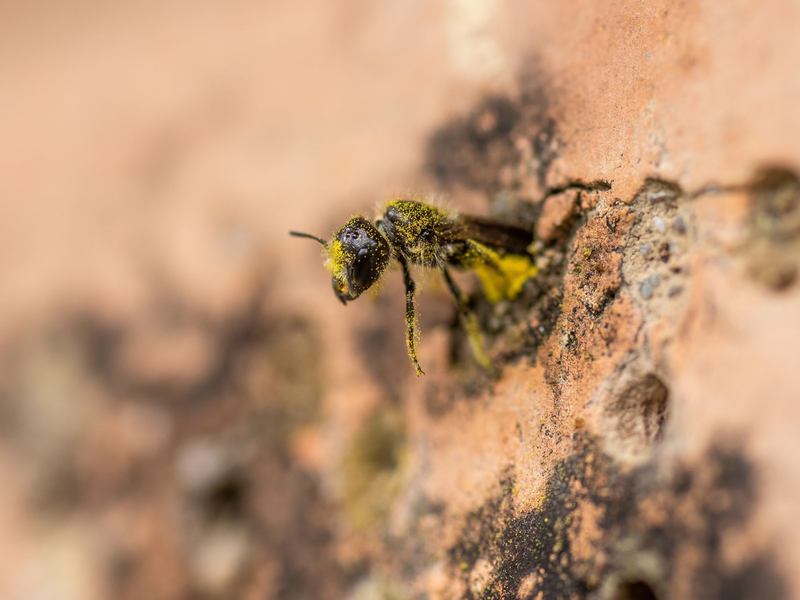 Eine Gemeine Löcherbiene (Heriades truncorum) schiebt sich rückwärts in ihr Nestloch an einer steinernen Nisthilfe. - Foto: Christian Lademann/dpa