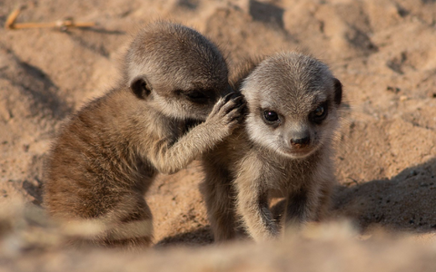 Erdmännchen leben in trockenen Regionen des südlichen Afrikas. - Foto: Vlad Demartsev/dpa