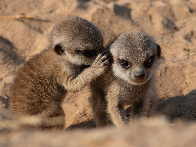 Erdmännchen leben in trockenen Regionen des südlichen Afrikas. - Foto: Vlad Demartsev/dpa