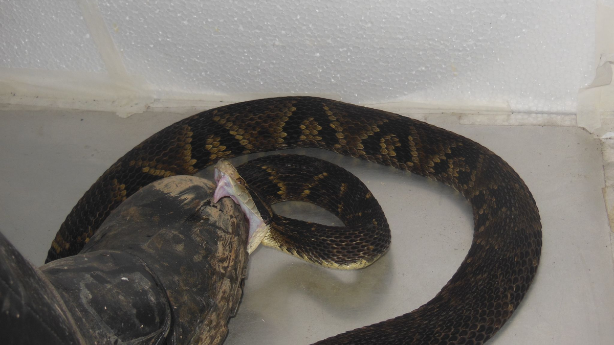Der brasilianische Biologe João Miguel Alves-Nunes tritt mit einem speziell gefertigten Schutzstiefel auf eine Schlange. - Foto: João Miguel Alves-Nunes/dpa