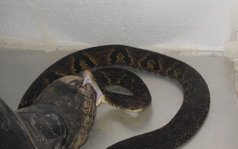 Der brasilianische Biologe João Miguel Alves-Nunes tritt mit einem speziell gefertigten Schutzstiefel auf eine Schlange. - Foto: João Miguel Alves-Nunes/dpa