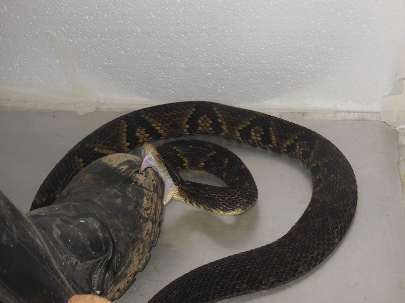 Der brasilianische Biologe João Miguel Alves-Nunes tritt mit einem speziell gefertigten Schutzstiefel auf eine Schlange. - Foto: João Miguel Alves-Nunes/dpa
