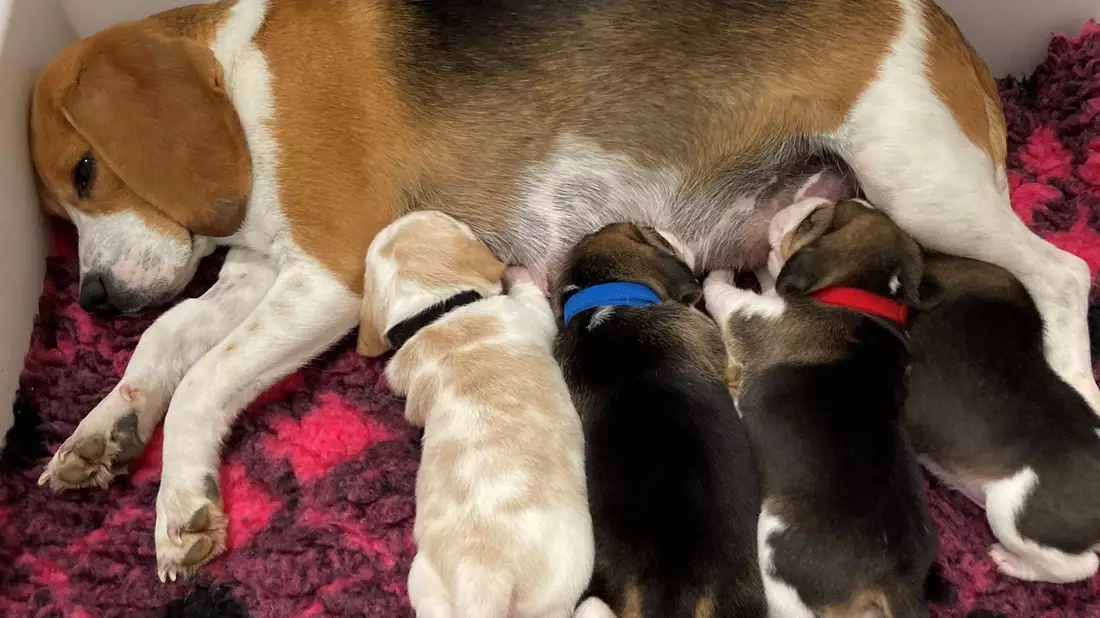 Eine Beagle-Mutter säugt ihre Welpen. Hundemamas erkennen ihren eigenen Nachwuchs am Gewimmer. - Bild: Mathilde Massenet/dpa