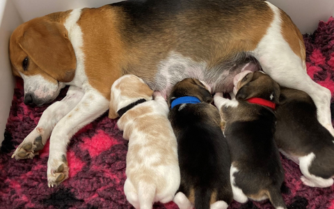 Eine Beagle-Mutter säugt ihre Welpen. Hundemamas erkennen ihren eigenen Nachwuchs am Gewimmer. - Foto: Mathilde Massenet/dpa