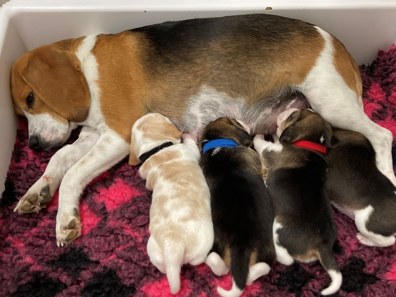 Eine Beagle-Mutter säugt ihre Welpen. Hundemamas erkennen ihren eigenen Nachwuchs am Gewimmer. - Foto: Mathilde Massenet/dpa