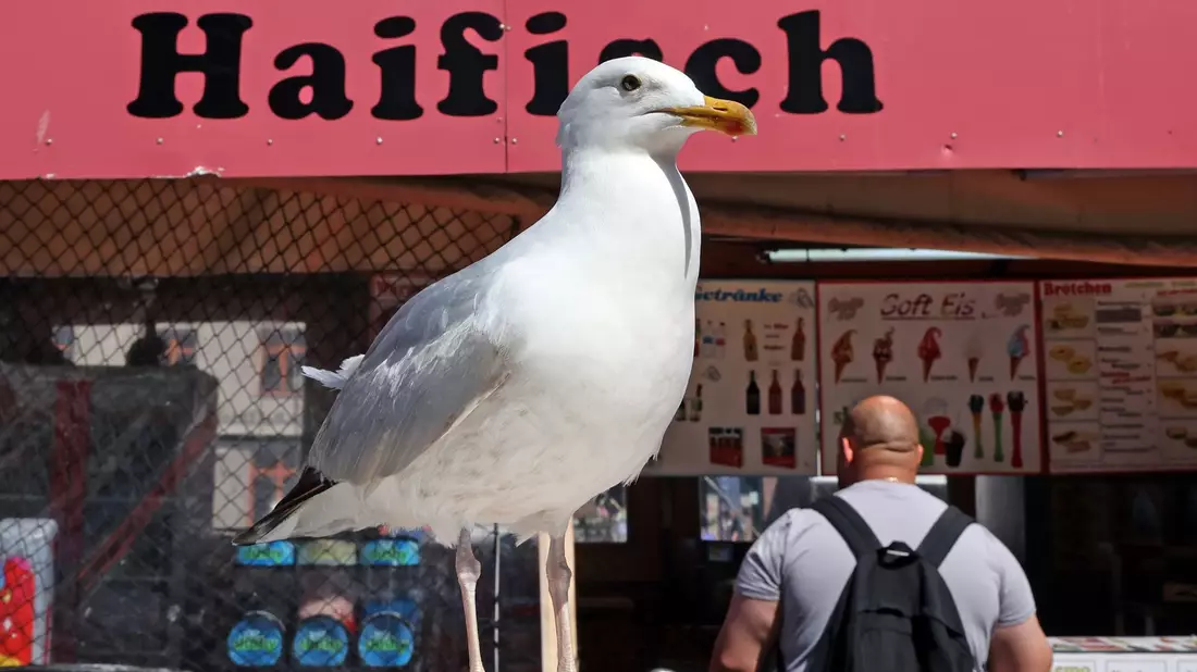 Eine Möwe lauert vor einem Verkaufskutter in Warnemünde auf die nächste Beute. - Bild: Bernd Wüstneck/dpa