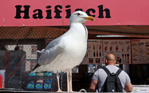 Eine Möwe lauert vor einem Verkaufskutter in Warnemünde auf die nächste Beute. - Foto: Bernd Wüstneck/dpa