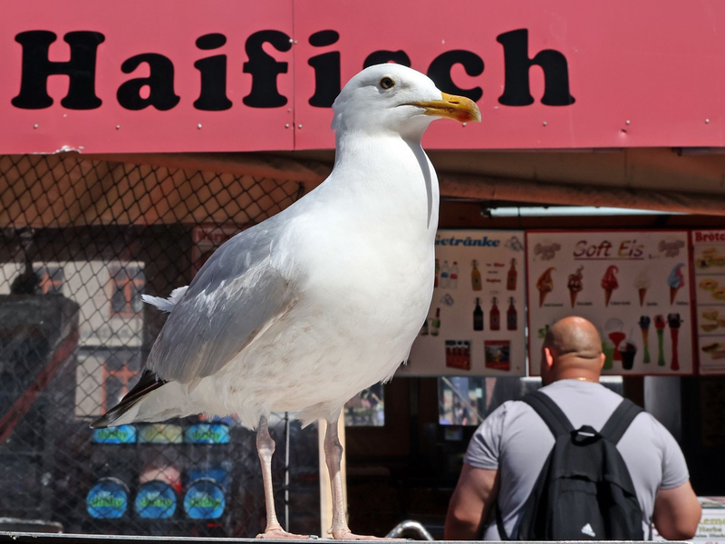 Eine Möwe lauert vor einem Verkaufskutter in Warnemünde auf die nächste Beute. - Foto: Bernd Wüstneck/dpa