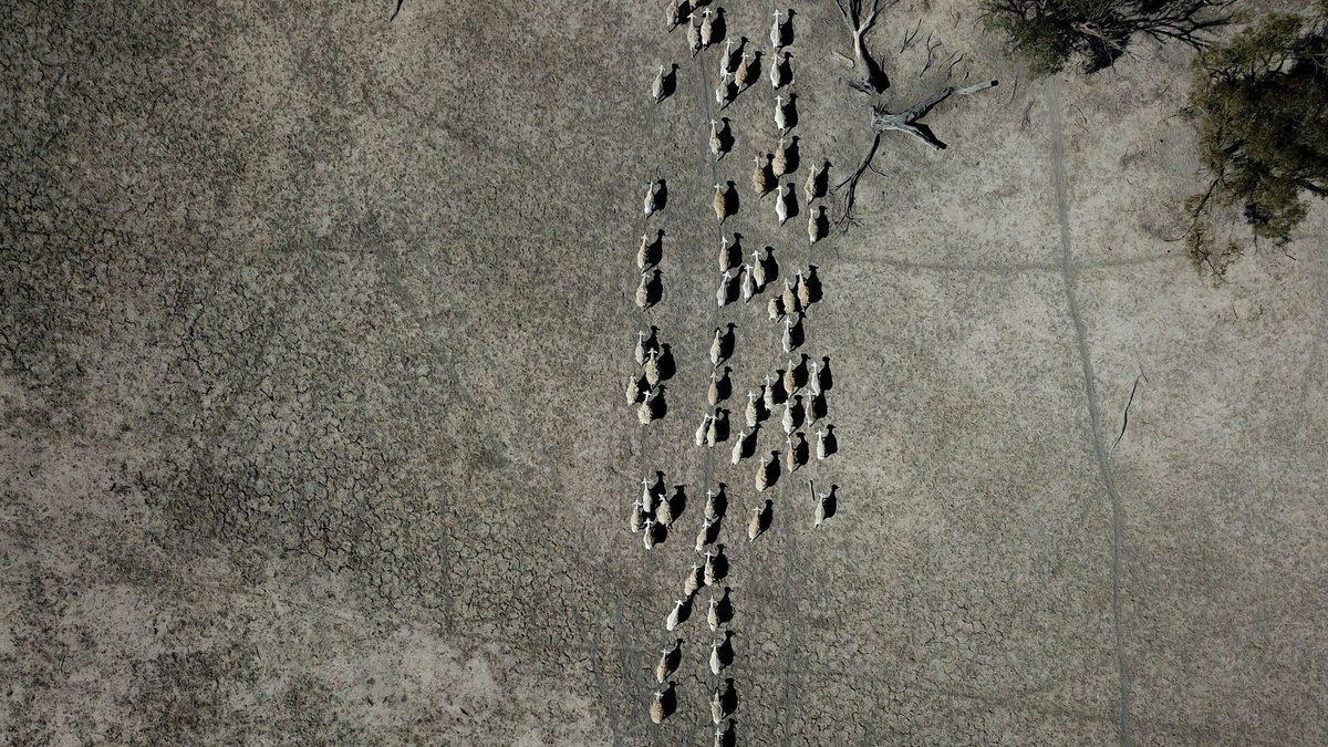 Schafe ziehen durch ein karges Weideland. - Foto: Dean Lewins/AAP/dpa
