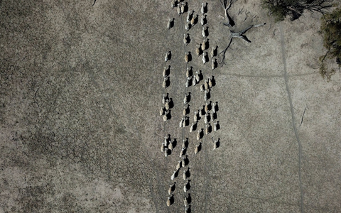 Schafe ziehen durch ein karges Weideland. - Foto: Dean Lewins/AAP/dpa