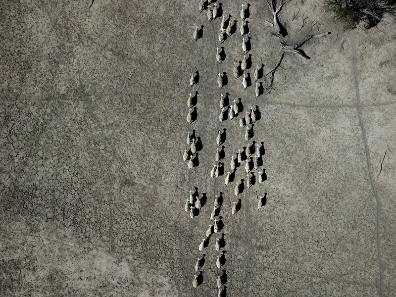 Schafe ziehen durch ein karges Weideland. - Foto: Dean Lewins/AAP/dpa