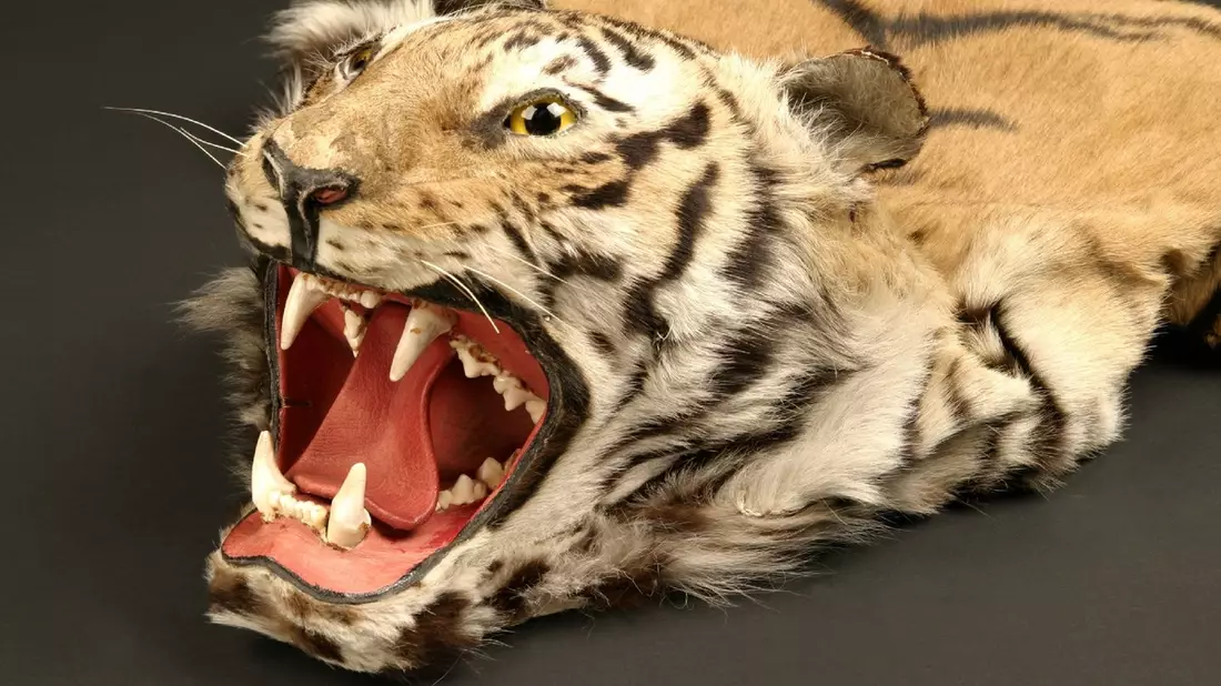 HZA-OS: 22. Mai 2024 - Internationaler Tag der biologischen Vielfalt; Zoll leistet wichtigen Beitrag zum Schutz bedrohter Tiere und Pflanzen - Bild: presseportal.de