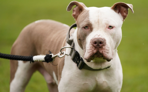 Ein XL-Bully-Hund namens Riz in Birmingham. - Foto: Jacob King/PA Media/dpa