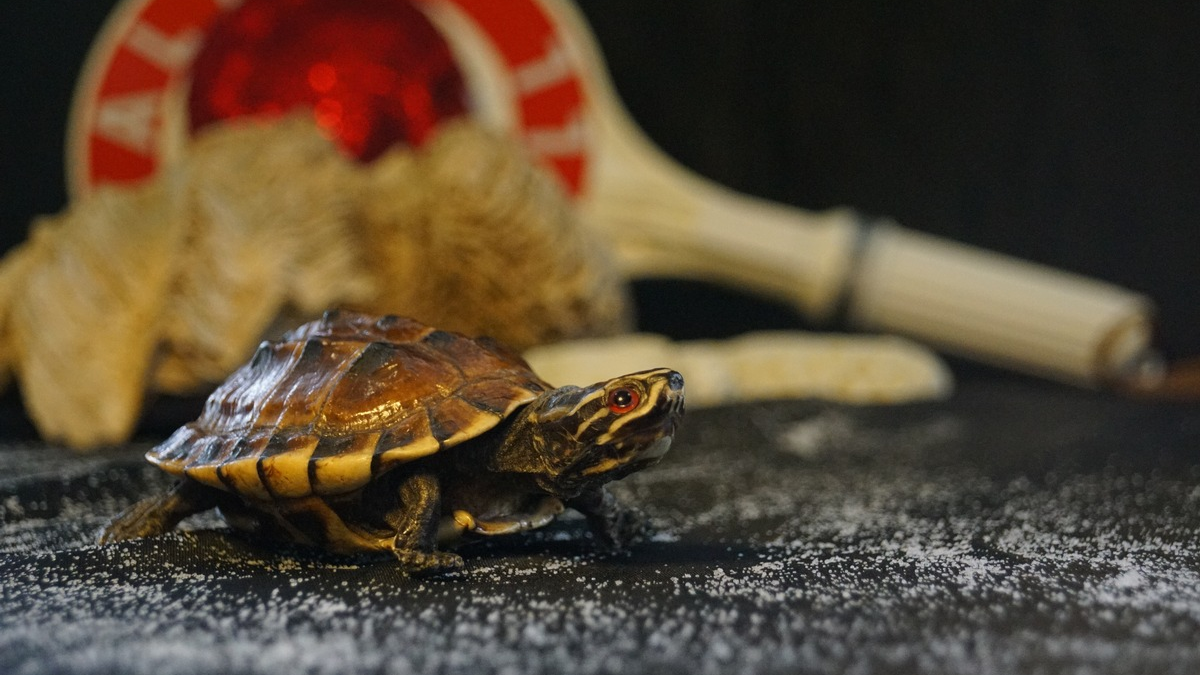 HZA-KA: 22. Mai 2024: Internationaler Tag der biologischen Vielfalt / Zoll leistet wichtigen Beitrag zum Schutz bedrohter Tiere und Pflanzen - Foto: presseportal.de