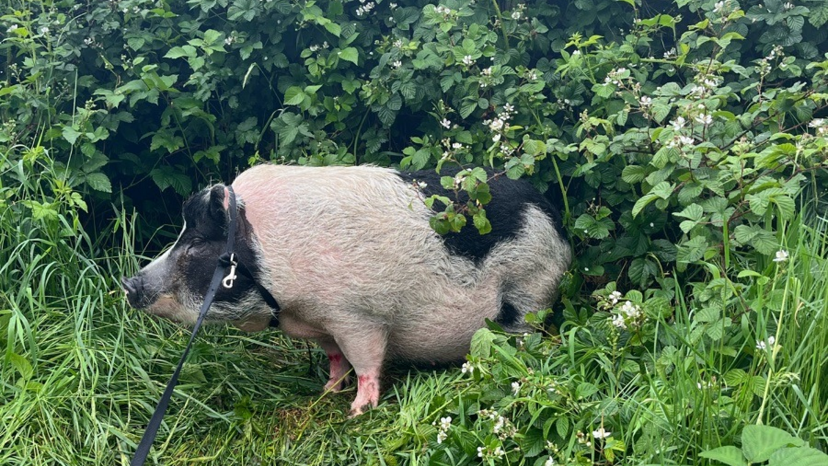 POL-D: Meldung der Autobahnpolizei - Saumäßig Glück gehabt! - Schwein auf der A 3 bei Oberhausen ausgebüxt - Foto: presseportal.de