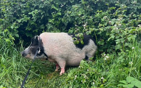 POL-D: Meldung der Autobahnpolizei - Saumäßig Glück gehabt! - Schwein auf der A 3 bei Oberhausen ausgebüxt - Foto: presseportal.de POL-D: Meldung der Autobahnpolizei - Saumäßig Glück gehabt! - Schwein auf der A 3 bei Oberhausen ausgebüxt - Foto: presseportal.de