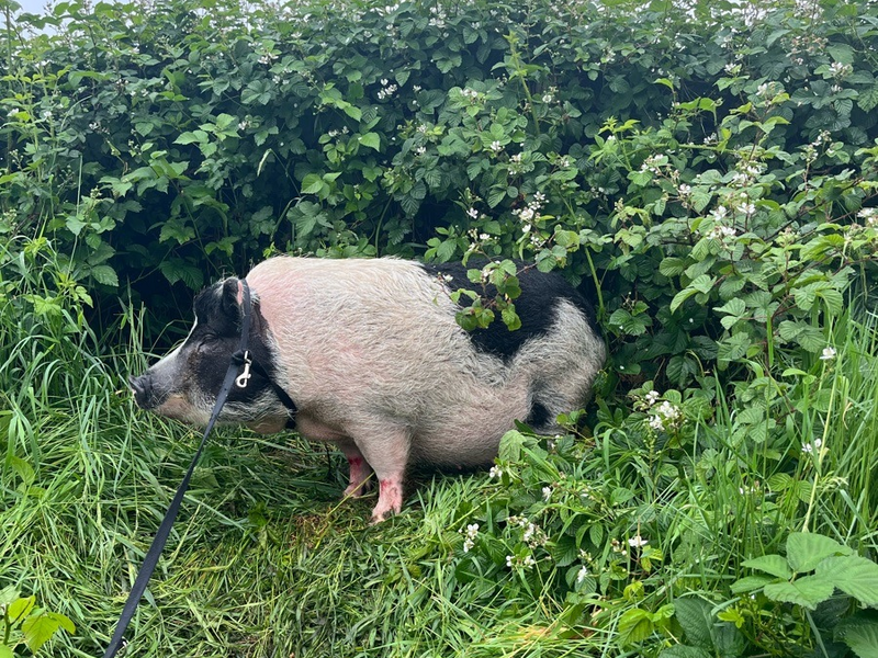 POL-D: Meldung der Autobahnpolizei - SaumĂ€Ăig GlĂŒck gehabt! - Schwein auf der A 3 bei Oberhausen ausgebĂŒxt - Foto: presseportal.de