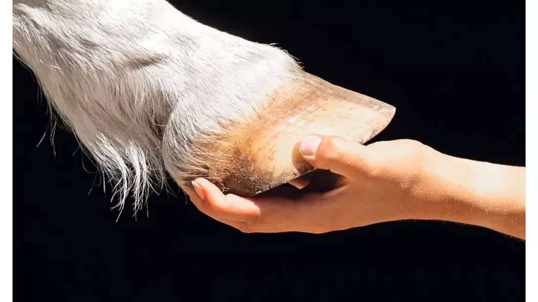 Einzigartig: Wichtigste Pferde- und Reitsportmagazine schließen sich für Tierwohl-Kampagne zusammen - Bild: presseportal.de