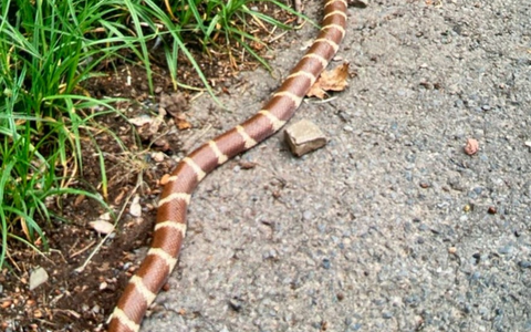 POL-OF: 31-Jähriger soll sich unsittlich gezeigt haben; Gegenstand gegen fahrendes Auto geworfen: Vorläufige Festnahme; VW-Fahrer wird über die Leitplanke in Böschung geschleudert und mehr - Foto: presseportal.de