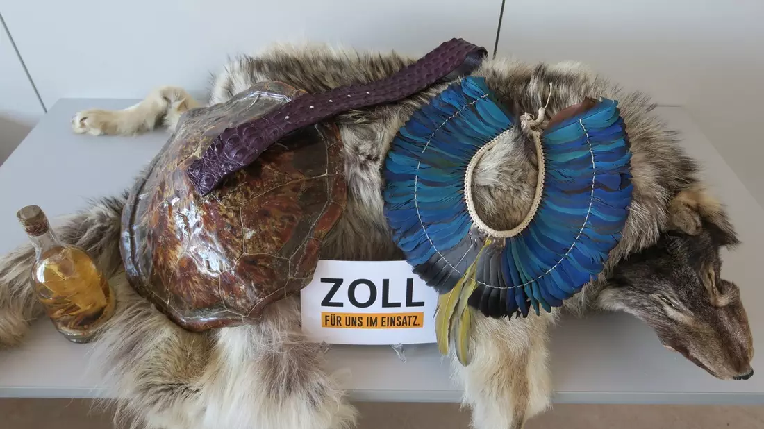 HZA-N: 22. Mai 2024- Internationaler Tag der biologischen Vielfalt Zoll leistet wichtigen Beitrag zum Schutz bedrohter Tiere und Pflanzen - Bild: Zoll, presseportal.de