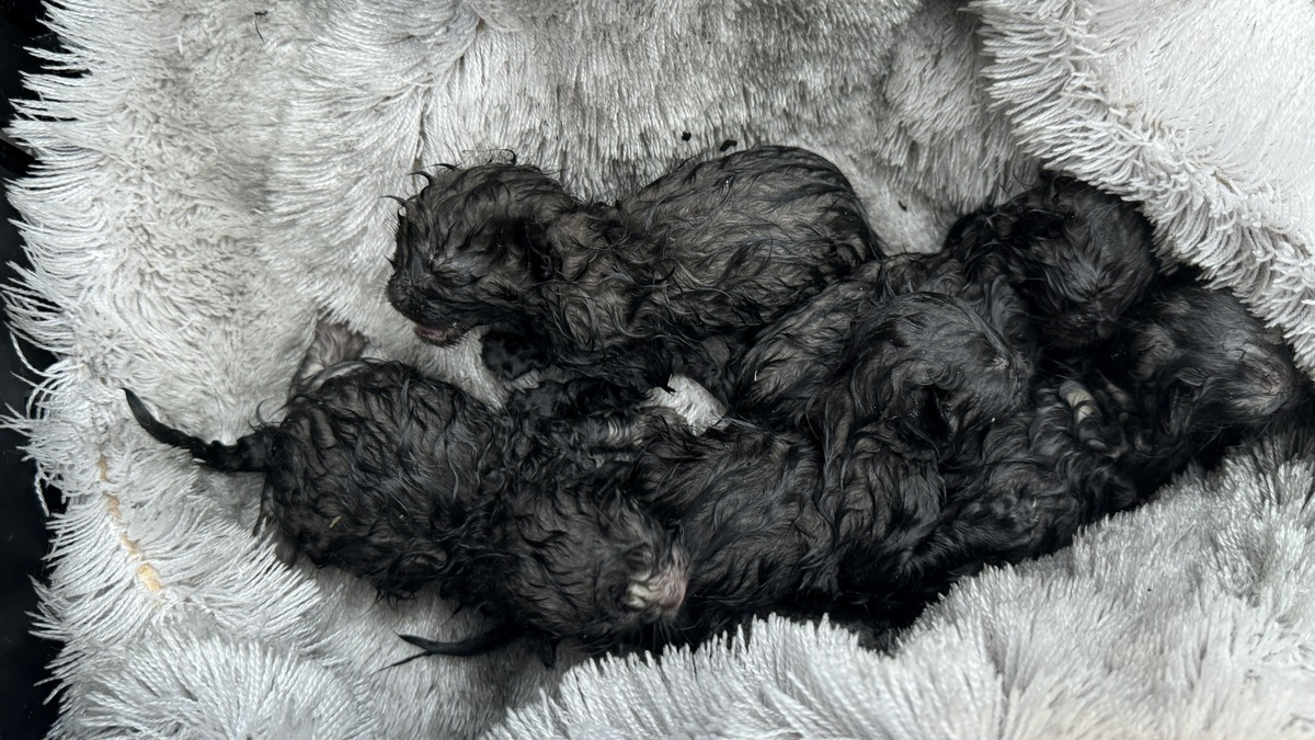 FW Dresden: Wohnungsbrand in einem Wohnhochhaus - Foto: presseportal.de