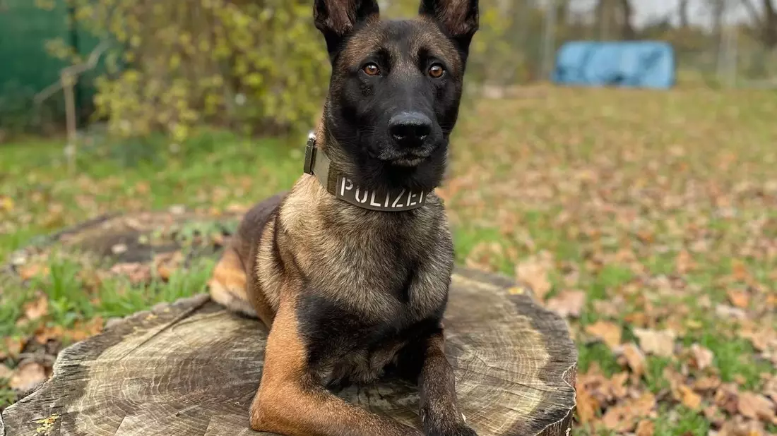 POL-KS: Zwei Einbrecher festgenommen: Diensthund Loki stöbert mit doppeltem Haftbefehl gesuchten 34-Jährigen in Tiefgarage auf - Bild: presseportal.de