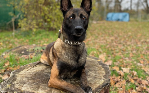 POL-KS: Zwei Einbrecher festgenommen: Diensthund Loki stöbert mit doppeltem Haftbefehl gesuchten 34-Jährigen in Tiefgarage auf - Foto: presseportal.de