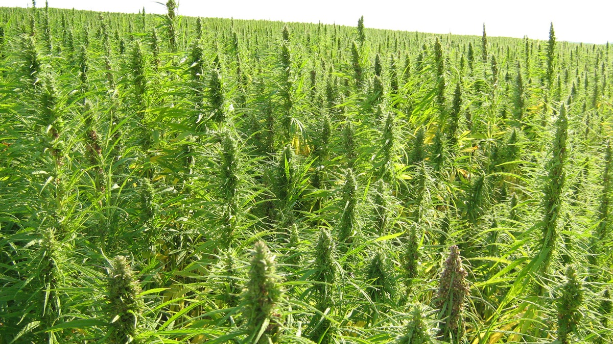 element6 Dynamics und PAPACKS® geben Partnerschaftsabsichten bekannt / Größtes industrielles Hanfgeschäft in der Geschichte der USA als Meilenstein für Dekarbonisierungsbemühungen - Foto: presseportal.de