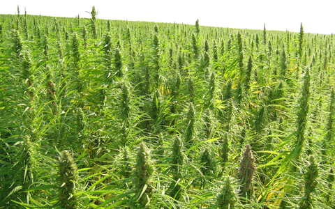 element6 Dynamics und PAPACKS® geben Partnerschaftsabsichten bekannt / Größtes industrielles Hanfgeschäft in der Geschichte der USA als Meilenstein für Dekarbonisierungsbemühungen - Foto: presseportal.de