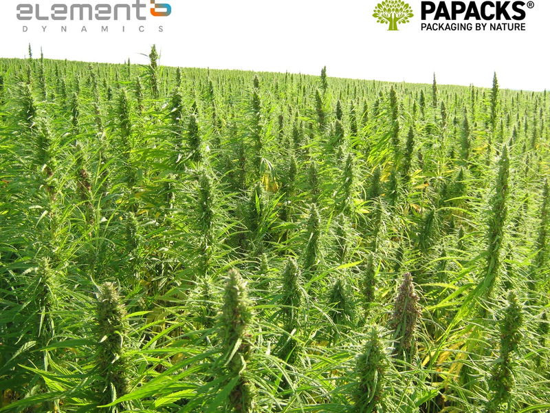 element6 Dynamics und PAPACKS® geben Partnerschaftsabsichten bekannt / Größtes industrielles Hanfgeschäft in der Geschichte der USA als Meilenstein für Dekarbonisierungsbemühungen - Foto: presseportal.de