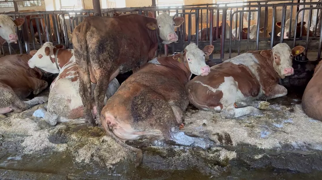 Illegal und doch Routine: Animal Rights Watch veröffentlicht Aufnahmen aus 16 rinderhaltenden Betrieben mit Anbindehaltung aus Bayern und Baden-Württemberg / Organisation erstattet Strafanzeige - Bild: presseportal.de