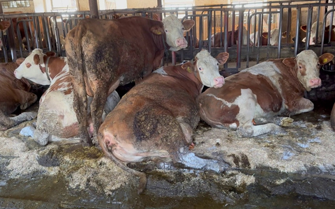 Illegal und doch Routine: Animal Rights Watch veröffentlicht Aufnahmen aus 16 rinderhaltenden Betrieben mit Anbindehaltung aus Bayern und Baden-Württemberg / Organisation erstattet Strafanzeige - Foto: presseportal.de