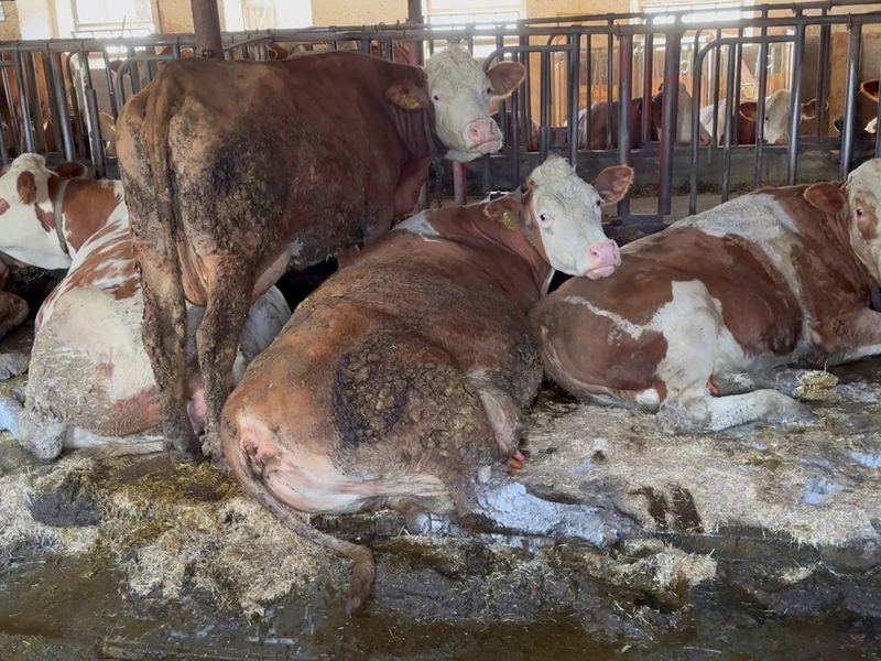 Illegal und doch Routine: Animal Rights Watch veröffentlicht Aufnahmen aus 16 rinderhaltenden Betrieben mit Anbindehaltung aus Bayern und Baden-Württemberg / Organisation erstattet Strafanzeige - Foto: presseportal.de