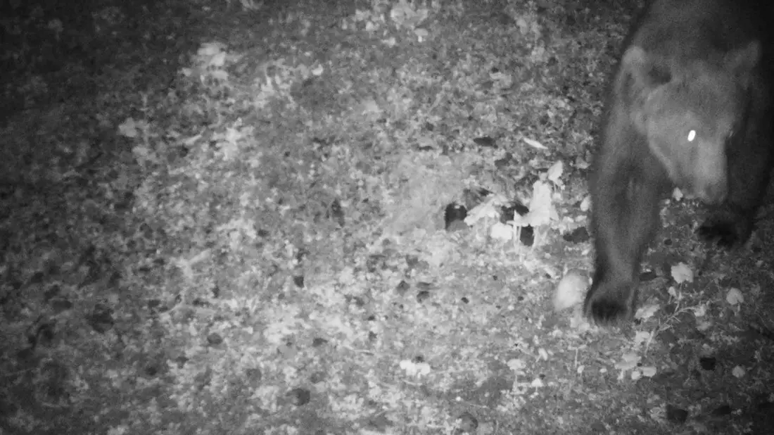 Eine Wildkamera fängt ein, wie ein Braunbär nachts durch das deutsch-österreichische Grenzgebiet tapst. - Bild: Reviermanagement/dpa