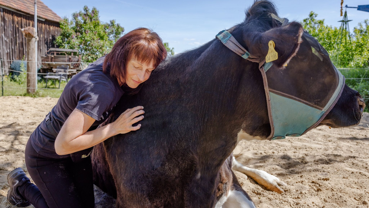 Schmusen mit Kühen: Auf dem «Hof der Verbundenheit» sollen Menschen Ruhe finden und Stress abbauen. - Foto: Frank Hammerschmidt/dpa